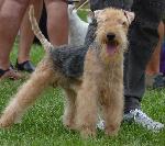 Cães