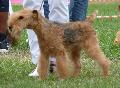 Lakeland Terrier