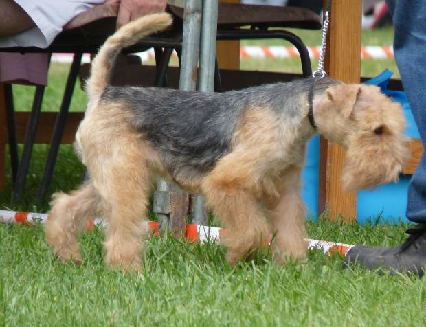 Lakeland Terrier