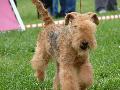 Lakeland Terrier
