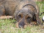 Cães