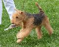 Lakeland Terrier