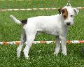 Parson Russel Terrier