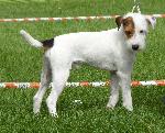 Cães