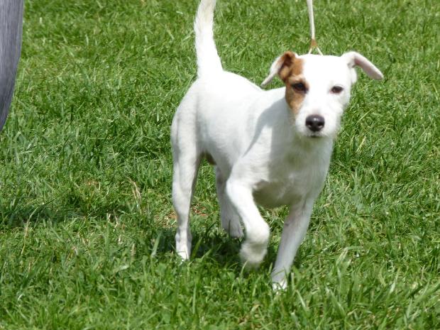 Parson Russel Terrier