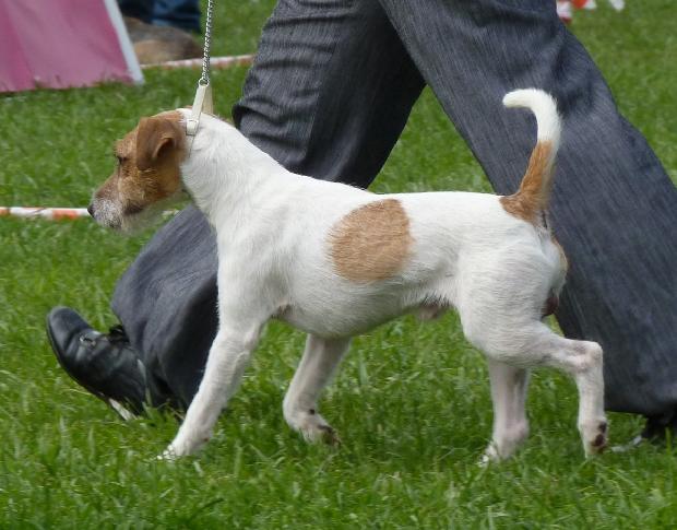 Parson Russel Terrier