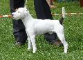 Parson Russel Terrier