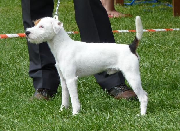 Parson Russel Terrier