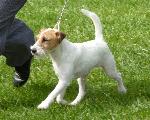 Cães