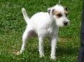 Parson Russel Terrier