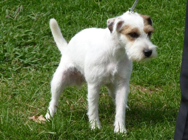 Parson Russel Terrier