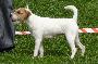 Parson Russel Terrier
