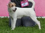 Cães