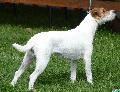 Parson Russel Terrier