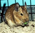 Degu <i>(Octodon degus)</i>
