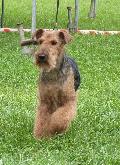 Welsh Terrier