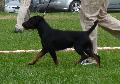 Deutscher Jagdterrier