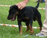 Cães