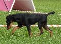 Deutscher Jagdterrier