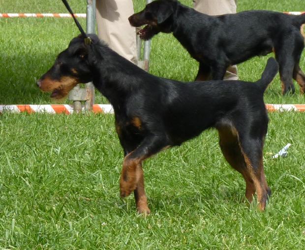 Deutscher Jagdterrier