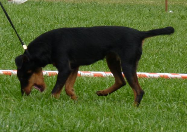 Deutscher Jagdterrier