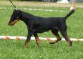 Deutscher Jagdterrier