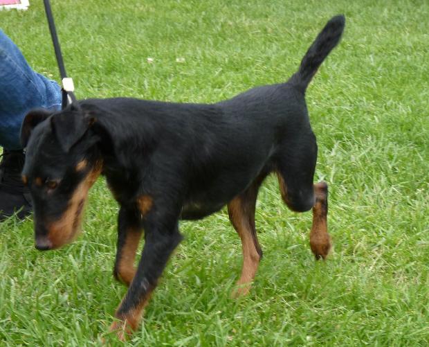 Deutscher Jagdterrier