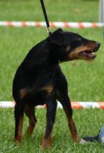 Cães