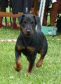 Deutscher Jagdterrier