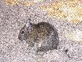 Degu