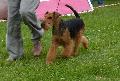 Welsh Terrier