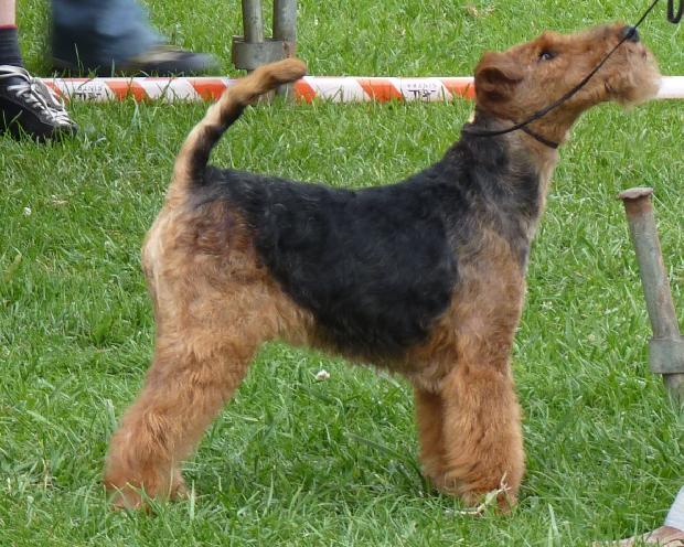Welsh Terrier