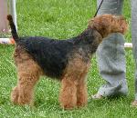 Cães