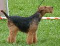 Welsh Terrier