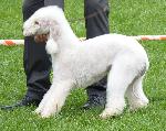Cães