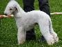 Bedlington Terrier