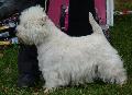 West Highland White Terrier