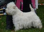 Cães