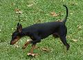 English Toy Terrier
