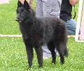 Cão de Pastor Belga Groenendael