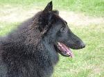 Cães