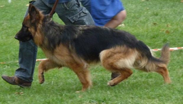 Cão de Pastor alemão de Pêlo Comprido