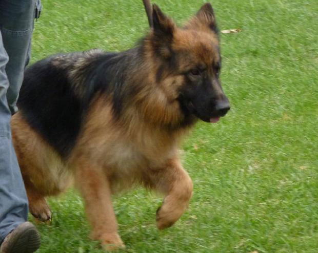 Cão de Pastor alemão de Pêlo Comprido