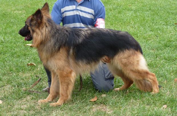 Cão de Pastor alemão de Pêlo Comprido