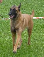 Cães