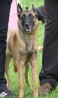 Cão de Pastor Belga Malinois