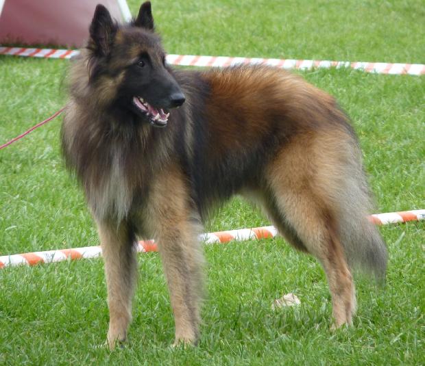 Cão de Pastor Belga Tervueren