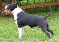 Bull Terrier