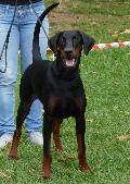 Dobermann
