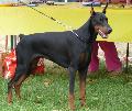 Dobermann
